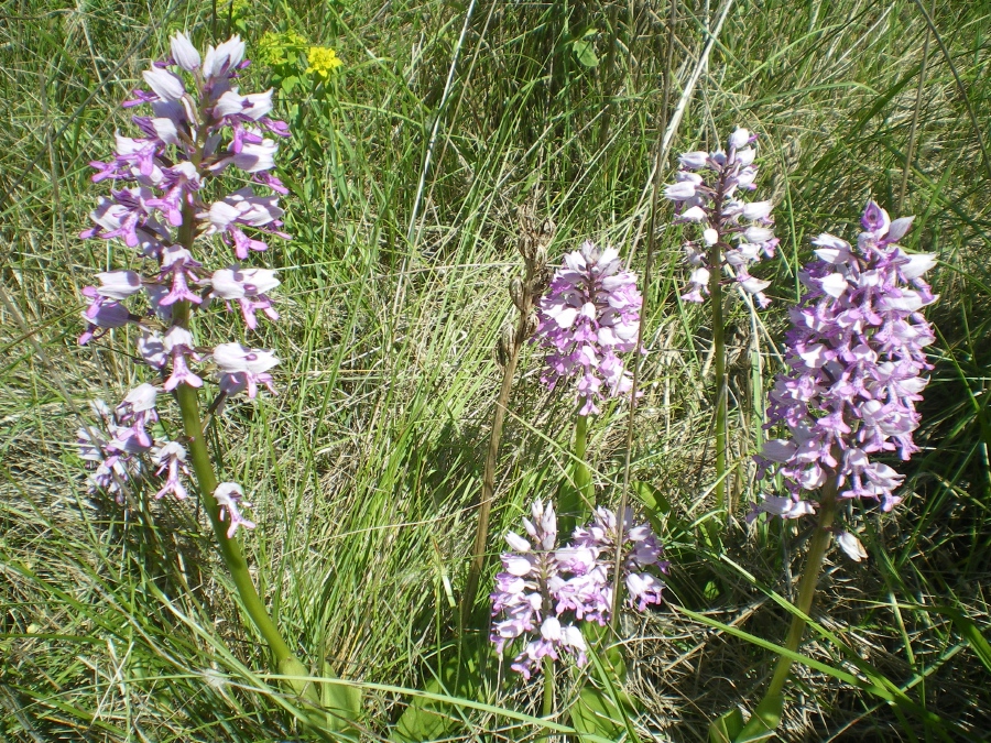 De belles Orchid�es : ORCHIS, famille des Orchidac�es (commun�ment nomm�es orchid�es).
Cette vari�t� est l� �orchis militaire�