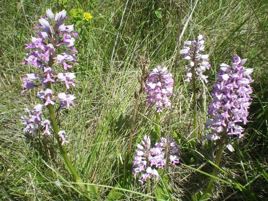 De belles Orchidées : ORCHIS, famille des Orchidacées (communément nommées orchidées).
Cette variété est l’ «orchis militaire»