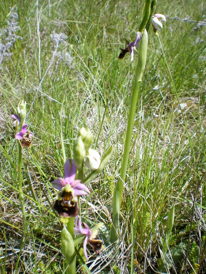 Et une autre d'une vari�t� diff�rente, L'�orchis bourdon�.