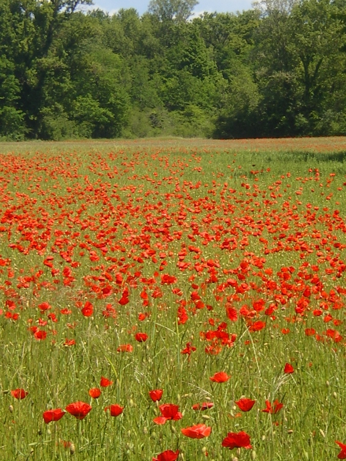 Un champ de coquelicots ...
Les coquelicots sont de la famille des Papav�rac�es; c'est le pavot le plus commun, et de loin, en France)