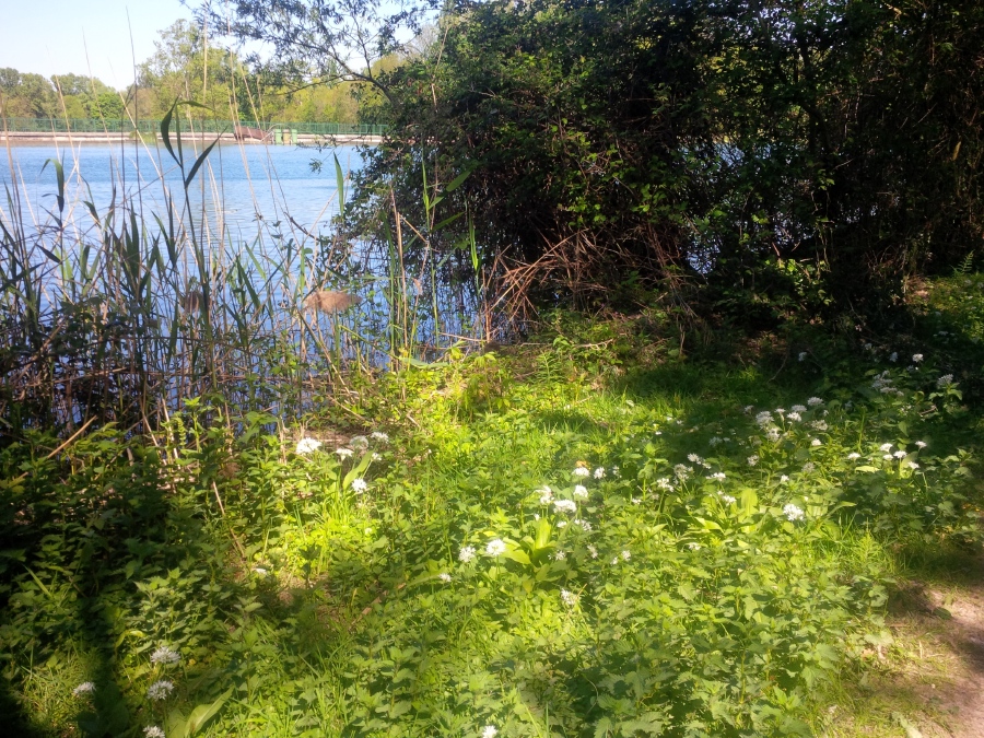 L'eau occupe 71% de la surface de notre plan�te la Terre (d'o� son appellation � la plan�te bleue �) 
Voici l�Ail des Ours, plante comestible que nous allons ramasser pour faire du � pesto �, reconnaissable � ses grandes feuilles au parfum d�ail, et � ses fleurs blanches � 6 p�tales (� ne pas confondre avec le muguet qui est toxique !).

Voir la Page Facebook d�Artisans de Paix pour plus de photos