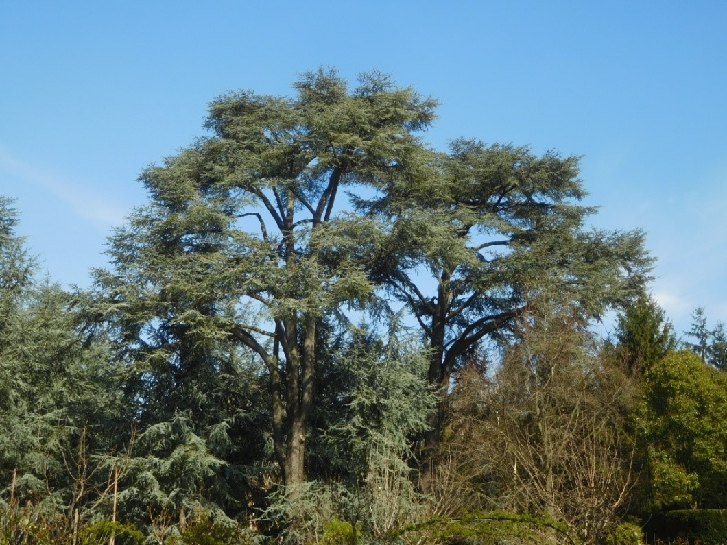 Dieu peut donner vie à la nature même dans le désert, et a portiori c'est Lui qui donne vie à l'homme.
« Je planterai dans le désert le cèdre et l'acacia, le myrte et l'olivier ; je mettrai ensemble dans les terres incultes le cyprès, l'orme et le mélèze, afin que tous regardent et reconnaissent, afin qu'ils considèrent et comprennent que la main du Seigneur a fait cela, que le Saint d'Israël en est le créateur. » (Is 41,19-20)
Le cèdre est un arbre qui a servi à la construction du Temple de Salomon, en particulier à l'autel du Saint des Saints, le lieu le plus sacré du Temple.
« Et le Saint des saints, au milieu de la Maison, à l'intérieur, Salomon l'établit pour qu'on y dépose l'arche de l'Alliance du Seigneur. Devant le Saint des saints, qui avait vingt coudées de long, vingt coudées de large et vingt coudées de haut, et qu'il recouvrit d'or fin, il fit un autel revêtu de cèdre.. » (I Rs 6,19-20)
« Ainsi parle le Seigneur Dieu : À la cime du grand cèdre, je prendrai une tige ; au sommet de sa ramure, j'en cueillerai une toute jeune, et je la planterai moi-même sur une montagne très élevée. Sur la haute montagne d'Israël je la planterai. Elle portera des rameaux, et produira du fruit, elle deviendra un cèdre magnifique. En dessous d'elle habiteront tous les passereaux et toutes sortes d'oiseaux, à l'ombre de ses branches ils habiteront. » (Ez 17,22-23)
Ezéchiel annonce la venue du Messie par l'image d'un rejeton qui deviendra un arbre magnifique sous lequel tous les peuples de la terre pourront s'abriter. Dieu peut donner vie à la nature même dans le désert, et a portiori c'est Lui qui donne vie à l'homme.
« Je planterai dans le désert le cèdre et l'acacia, le myrte et l'olivier ; je mettrai ensemble dans les terres incultes le cyprès, l'orme et le mélèze, afin que tous regardent et reconnaissent, afin qu'ils considèrent et comprennent que la main du Seigneur a fait cela, que le Saint d'Israël en est le créateur. » (Is 41,19-20)
Le cèdre est un arbre qui a servi à la construction du Temple de Salomon, en particulier à l'autel du Saint des Saints, le lieu le plus sacré du Temple.
« Et le Saint des saints, au milieu de la Maison, à l'intérieur, Salomon l'établit pour qu'on y dépose l'arche de l'Alliance du Seigneur. Devant le Saint des saints, qui avait vingt coudées de long, vingt coudées de large et vingt coudées de haut, et qu'il recouvrit d'or fin, il fit un autel revêtu de cèdre.. » (I Rs 6,19-20)
« Ainsi parle le Seigneur Dieu : À la cime du grand cèdre, je prendrai une tige ; au sommet de sa ramure, j'en cueillerai une toute jeune, et je la planterai moi-même sur une montagne très élevée. Sur la haute montagne d'Israël je la planterai. Elle portera des rameaux, et produira du fruit, elle deviendra un cèdre magnifique. En dessous d'elle habiteront tous les passereaux et toutes sortes d'oiseaux, à l'ombre de ses branches ils habiteront. » (Ez 17,22-23)
Ezéchiel annonce la venue du Messie par l'image d'un rejeton qui deviendra un arbre magnifique sous lequel tous les peuples de la terre pourront s'abriter.