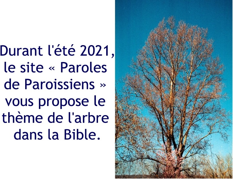 Durant l'été 2021, le site « Paroles de Paroissiens » vous propose le thème de l'arbre dans la Bible.