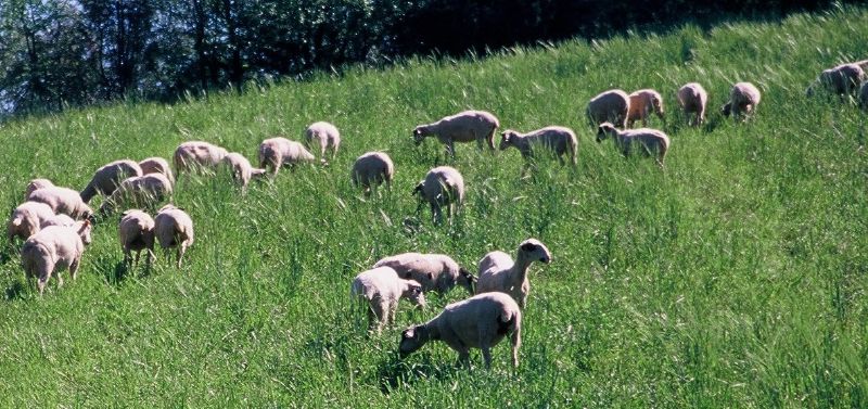 Jean 10,27-30
En ce temps-là, Jésus déclara: « Mes brebis écoutent ma voix ; moi, je les connais, et elles me suivent. Je leur donne la vie éternelle : jamais elles ne périront, et personne ne les arrachera de ma main. Mon Père, qui me les a données, est plus grand que tout, et personne ne peut les arracher de la main du Père. Le Père et moi, nous sommes UN. »
http://www.croire.com/Textes-du-dimanche/2016/4e-dimanche-de-Paques-dimanche-17-avril-2016/Voix-du-berger-parole-du-Pere Jean 10,27-30
En ce temps-là, Jésus déclara: « Mes brebis écoutent ma voix ; moi, je les connais, et elles me suivent. Je leur donne la vie éternelle : jamais elles ne périront, et personne ne les arrachera de ma main. Mon Père, qui me les a données, est plus grand que tout, et personne ne peut les arracher de la main du Père. Le Père et moi, nous sommes UN. »
http://www.croire.com/Textes-du-dimanche/2016/4e-dimanche-de-Paques-dimanche-17-avril-2016/Voix-du-berger-parole-du-Pere